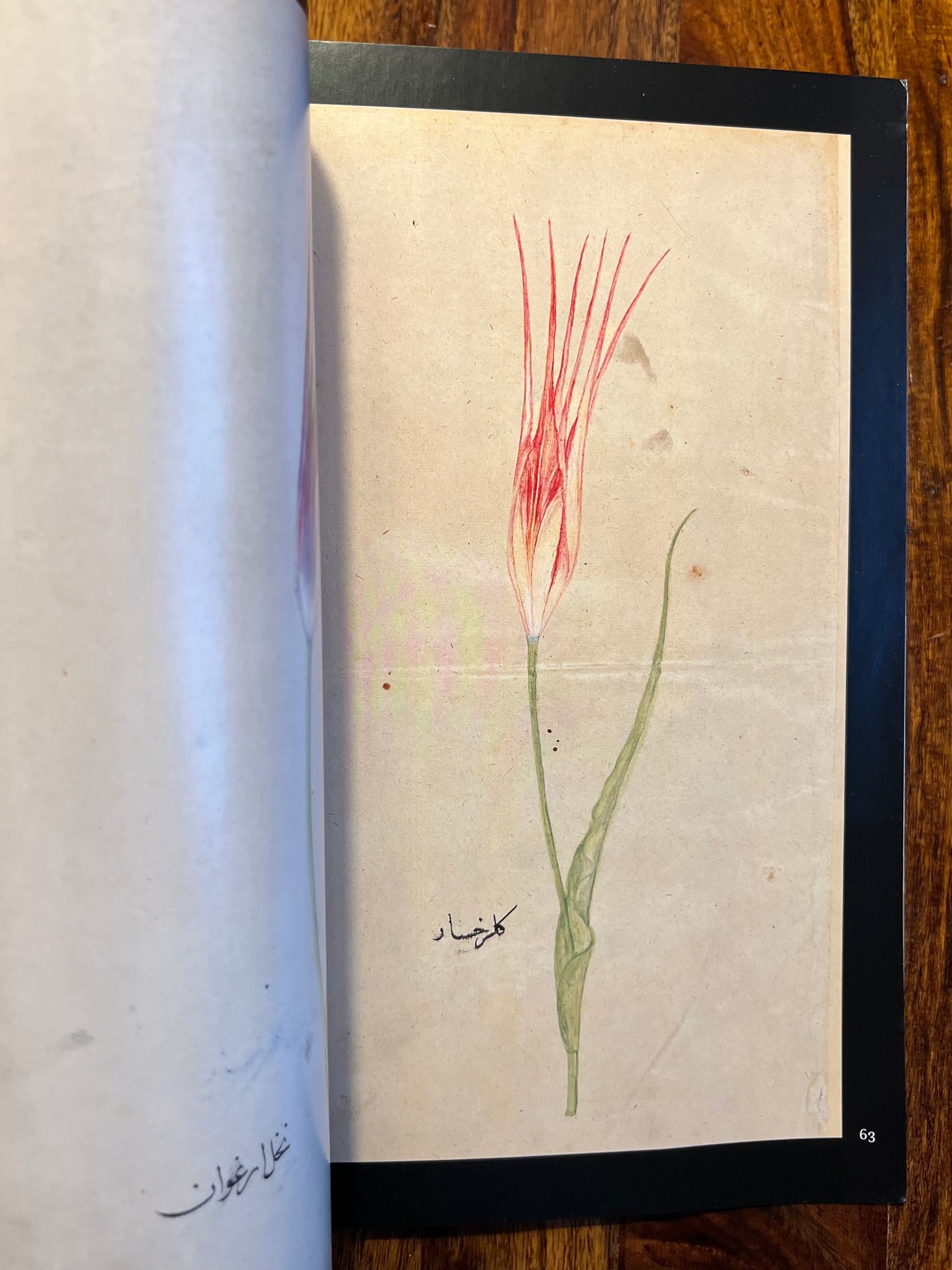 The Tulip in the 18th Century - Ekrem Hakki Ayverdi (ed. Uğur Derman)